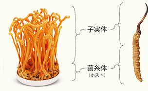 冬虫夏草と日本での冬虫夏草（サナギタケ）の違い