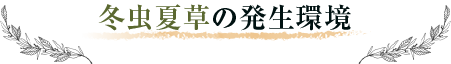 冬虫夏草の発生環境