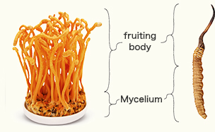 Difference between Cordyceps Sinensis and ‘Japanese Cordyceps’ (Cordyceps Militaris)