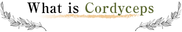 What is Cordyceps