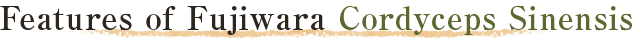 Features of Fujiwara Cordyceps Sinensis