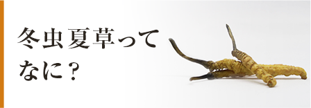 ショッピング 【藤原株式会社】本物の冬虫夏草をチベットで培養